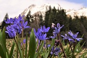 84 Scilla silvestre (scilla bifolia) con da sfondo il Tre Signori oltre l'abetaia